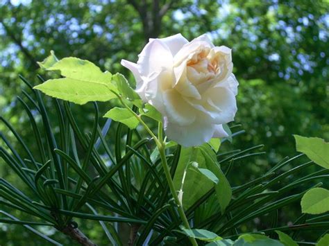 Rose (Rosa 'Celine Forestier') in the Roses Database 